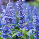 1,000 Seeds    Hyssopus officinalis , easy to grow #IEB1
