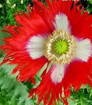 Flower seeds 500 Poppy  Danish Flag, easy to grow    #IEB1