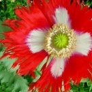 Flower seeds 500 Poppy  Danish Flag, easy to grow    #IEB1