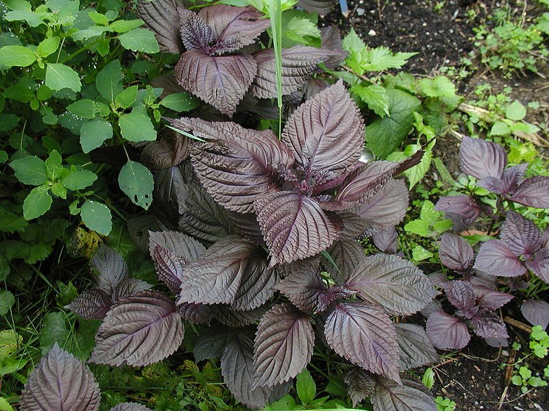 Shiso Green  Japanese Basil red Mint  Heirloom,100 seeds     #IEB1