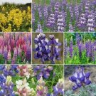 Flower Seed  Mixed Russell Lupine Lupinus Polyphyllus,100 seeds #IEB1