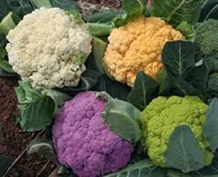 Broccoli   Mixed Colors   Rainbow Blend Cauliflower.50 Seeds #IEB3