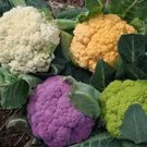 Broccoli   Mixed Colors   Rainbow Blend Cauliflower.50 Seeds #IEB3