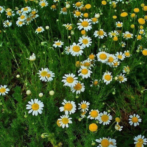 Flower seeds Roman Chamomile Anthemis Nobilis  1,000 Seeds. Easy to grow     #IEB1