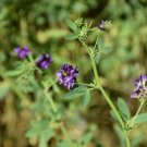 Flower seeds Alfalfa Vernal   1,000 Seeds, great for your garden   #IEB1