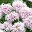 Lilac Pompom 300 Poppy Seeds Beautiful Flowers, easy to grow     #IEB1