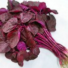 2,000 Seeds  Red spinach  Amaranth      #IEB1