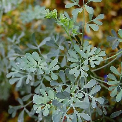 100  Seeds  Rue Heirloom Herbs Flea Medicinal  , easy to grow     #IEB1