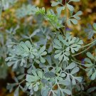 100  Seeds  Rue Heirloom Herbs Flea Medicinal  , easy to grow     #IEB1