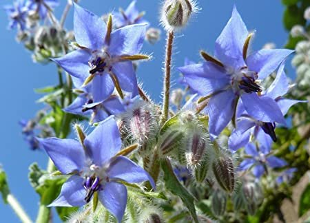 50 Seeds  Common Borage   Deer resistant Herb , easy to grow    #IEB1