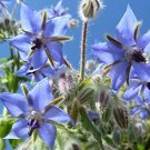 50 Seeds  Common Borage   Deer resistant Herb , easy to grow    #IEB1