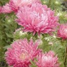 75 Aster Seeds  Semi-Dwarf Jewelaster Rose , easy to grow    #IEB1