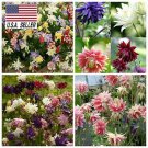 100 Seeds  Columbine   Barlow and McKana Giant Mix, easy to grow     #IEB1