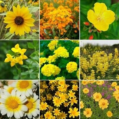 Flower seed Ole Yeller   Yellow Wildflower Seed Mix 9 Species ,500 seeds   #IEB1