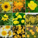 Flower seed Ole Yeller   Yellow Wildflower Seed Mix 9 Species ,500 seeds   #IEB1