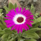500 Ice Plant Mix Seeds Livingston Daisy , easy to grow  #IEB1