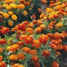 Flower seeds 25  French Marigold  Queen Sophia Tagetes Patula    #IEB1