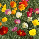 Flower seeds 500  California Poppy Seeds  Ballerina    #IEB1