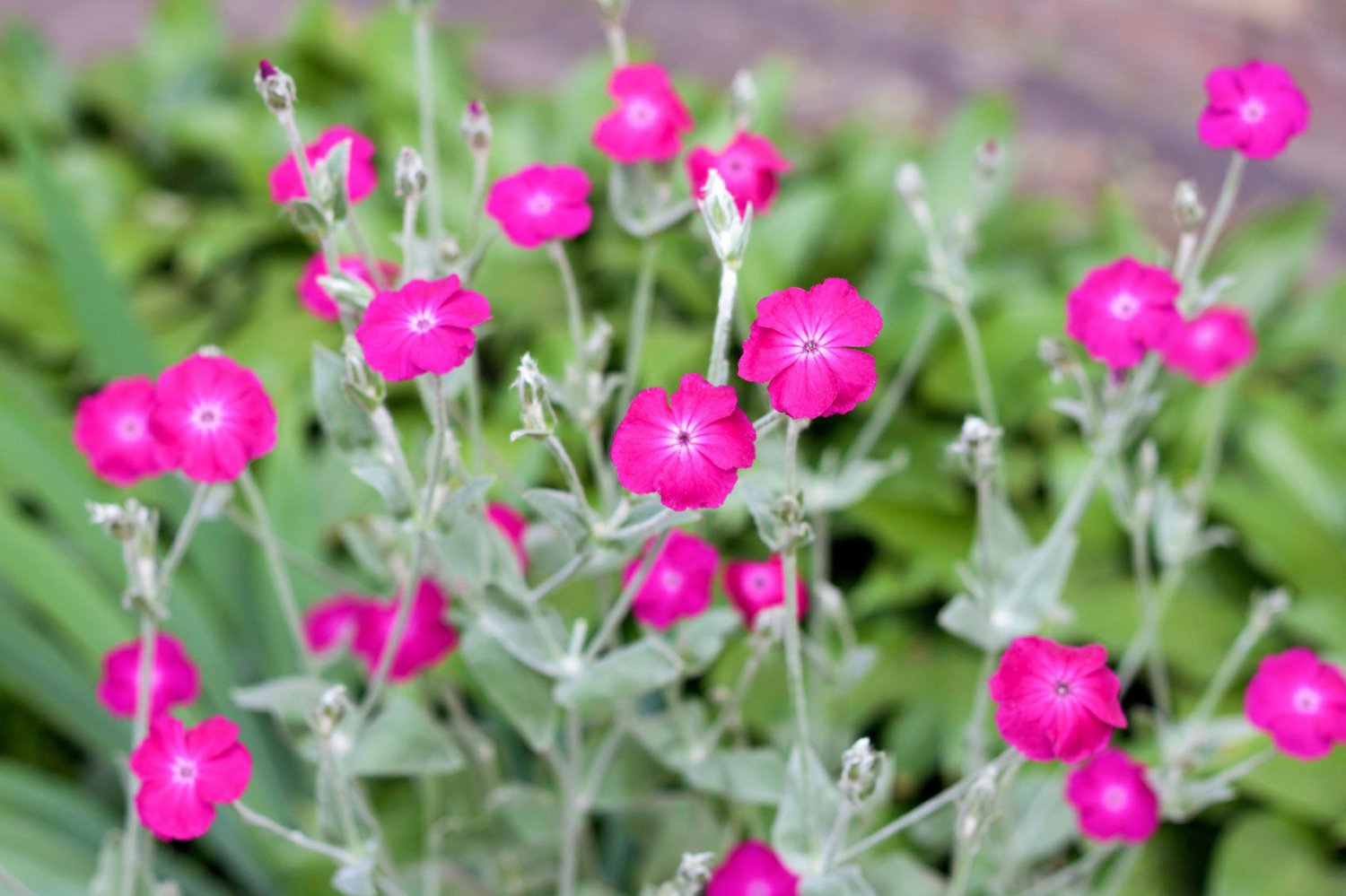 flower seeds rose campion pink flower, 150 seeds  #IEB2