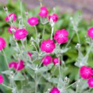 flower seeds rose campion pink flower, 150 seeds  #IEB2