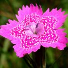 500 Seeds maiden pinks, easy to grow#IEB2