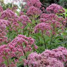 120 seeds joe pye weed PINK flower  #IEB2