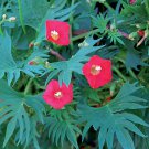 flowe seeds  cardinal climber vine  red flowers  18 seeds  #IEB2