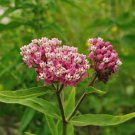 50 seeds milkweed PINK/RED ROSE flowr  #IEB2