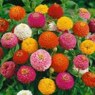 flower seeds Button Box Dwarf Zinnias, 200 Seeds #IEB2