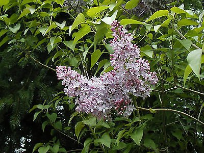 45 seeds  lilac old lilac tree bush common Syringa vulgaris  #IEB2