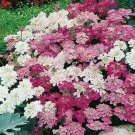 flower seeds candytuft  white pink , 165 seed  #IEB2