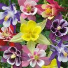 140 Seeds columbine Mckana's Giant Mix perennial flower #IEB2