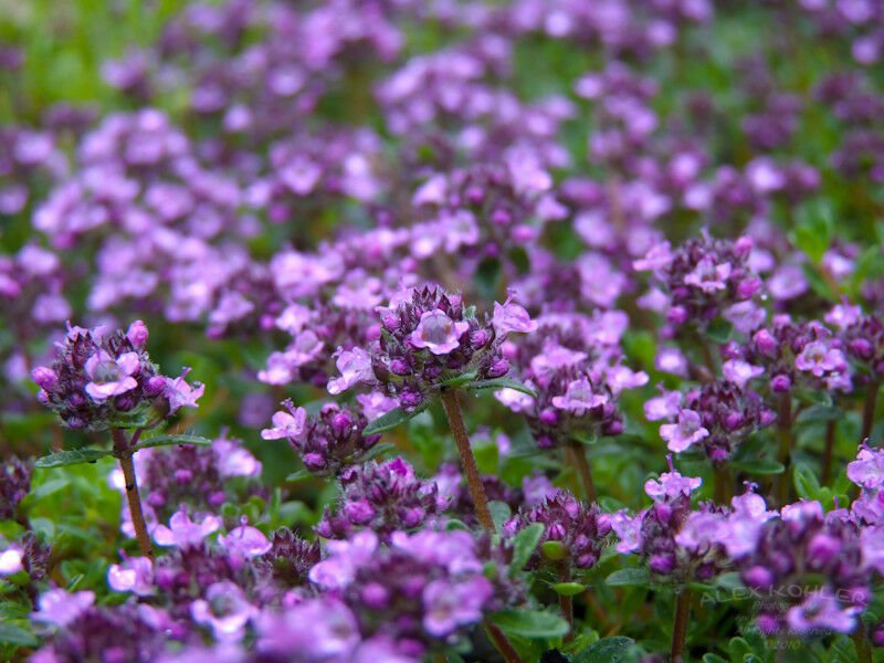 flower seeds Creeping Thyme  880 Seeds #IEB2