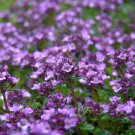flower seeds Creeping Thyme  880 Seeds #IEB2