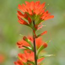 340 Seeds indian paintbrush Texas flower, easy to grow   #IEB2