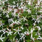 39 seeds indian physic white flower   #IEB2