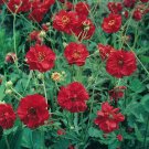 105 Seeds Geum  Mrs Bradshaw  Red Flower  Geum, easy to grow #IEB2