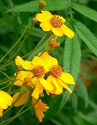 75 seeds marigold mexican mint   herb spice #IEB2