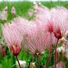 10 seeds prairie smokeGeum Trifloru pink flower, easy to grow   #IEB2