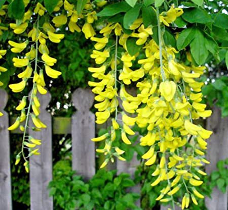 flower seeds  golden chain tree , 30 seeds #IEB2
