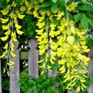 flower seeds  golden chain tree , 30 seeds #IEB2