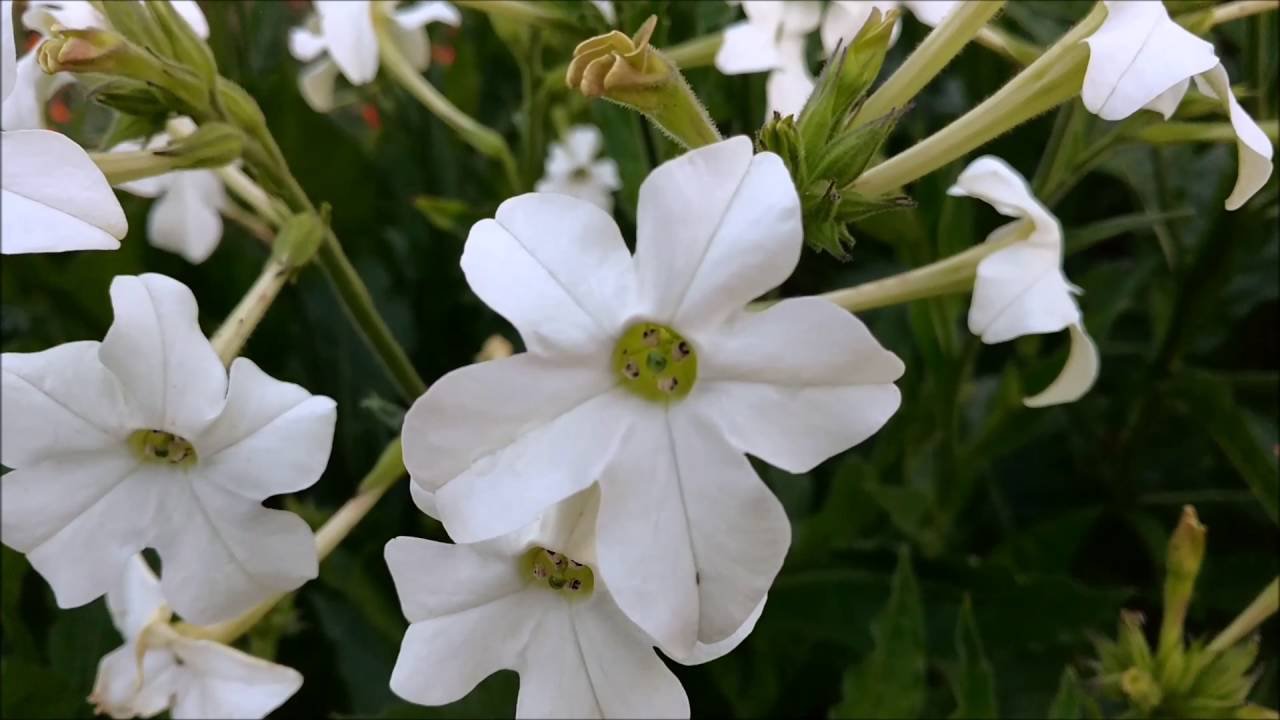 2000 Seeds  Tobacco  Jasmine   Night Scented  Flower , easy to grow  #IEB2