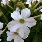 2000 Seeds  Tobacco  Jasmine   Night Scented  Flower , easy to grow  #IEB2