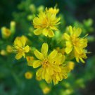 280 Seeds Goldenrod Showy Perennial Yellow.great for your garden #IEB2