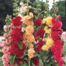 flower seeds Hollyhock Chaters Double Mix 10 Seeds #IEB2