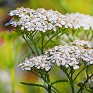 4500 Seeds Yarrow  White Flower  Perennial  Achillea Millefolium, easy to grow #IEB2