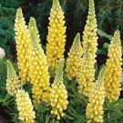 Flower seeds yellow lupine, 45 seeds  #IEB2