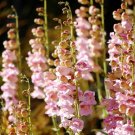 55 Seeds  Penstemon Palmer Pink Flower Perennial #IEB2
