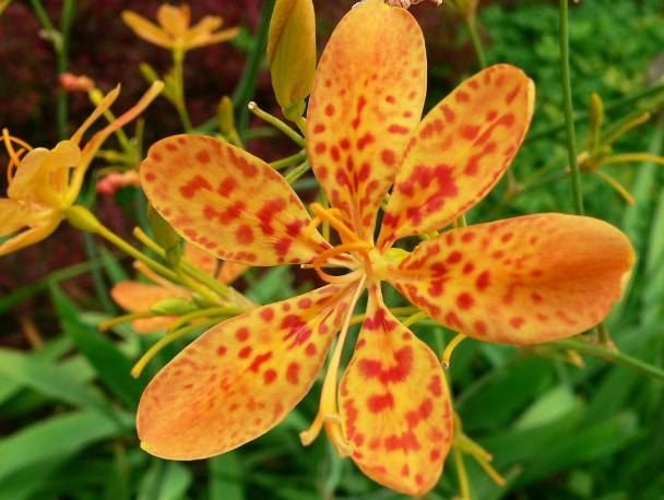 Orange  Lily  Leopard Flower, 17 Seeds  #IEB2