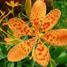 Orange  Lily  Leopard Flower, 17 Seeds  #IEB2